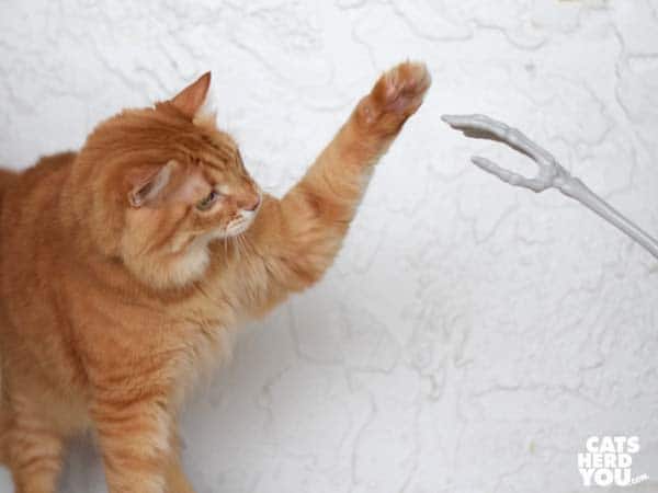 orange tabby cat high-fives the skeleton hand