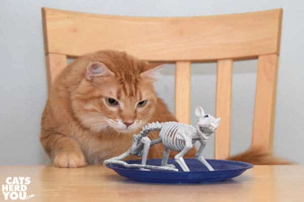 orange tabby cat looks at rat skeleton