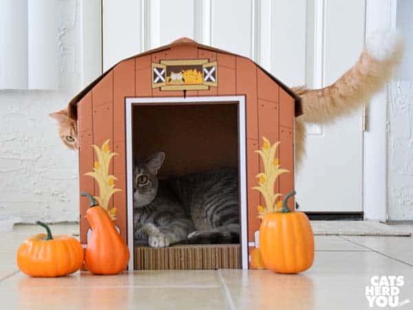Gray tabby cat in barn while orange tabby cat lurks nearby