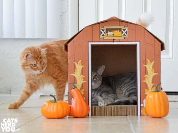 gray tabby cat in barn as orange tabby cat looks in