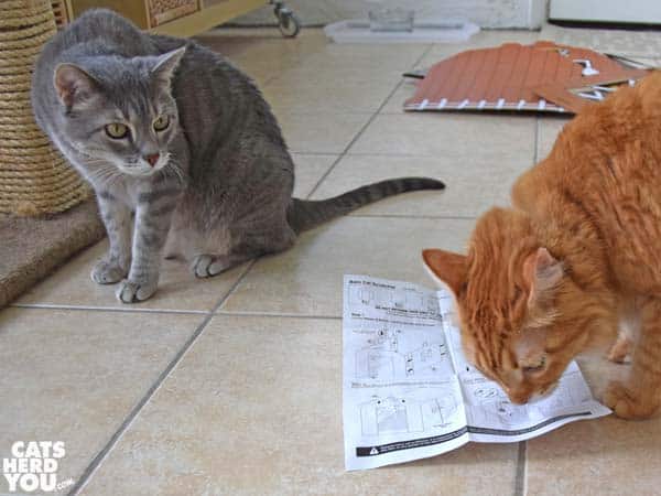 Orange tabby cat reads assembly instructions while gray tabby cat looks on