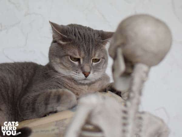 gray tabby cat looks annoyed at skeleton