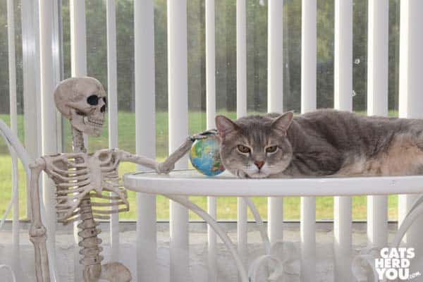 gray tabby cat and skeleton