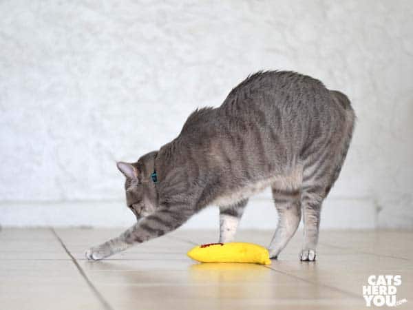 gray tabby cat buries catnip banana