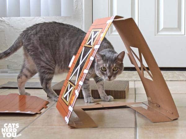 gray tabby cat and partially-assembled barn