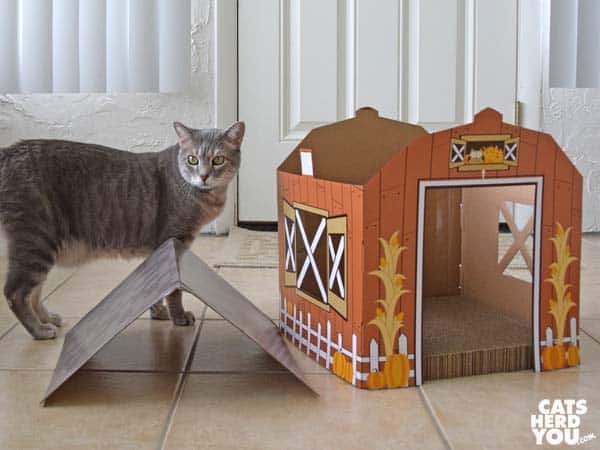 gray tabby cat by half-assembled barn