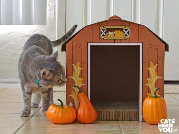 Gray tabby cat inspects pumpkin