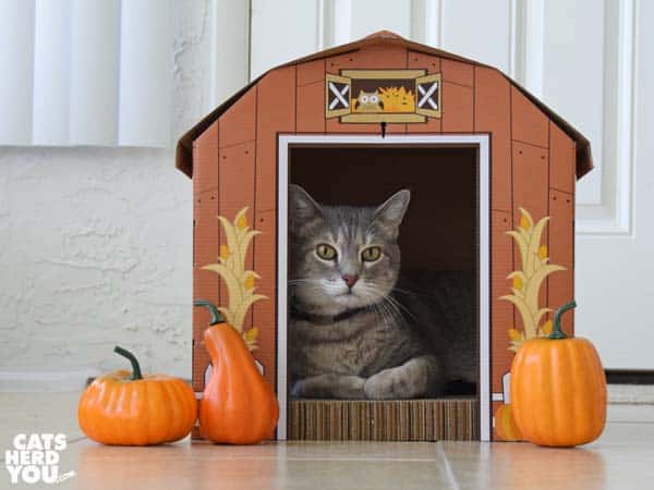 gray tabby cat in barn