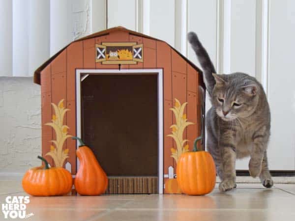 gray tabby cat leaps at pumpkin