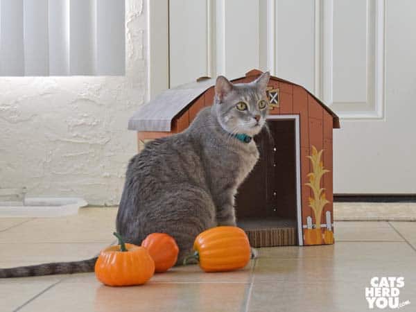 gray tabby cat and scattered gourds