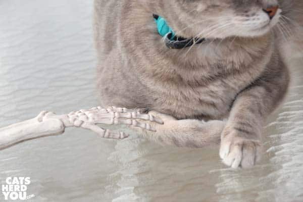 gray tabby cat being touched by skeleton hand