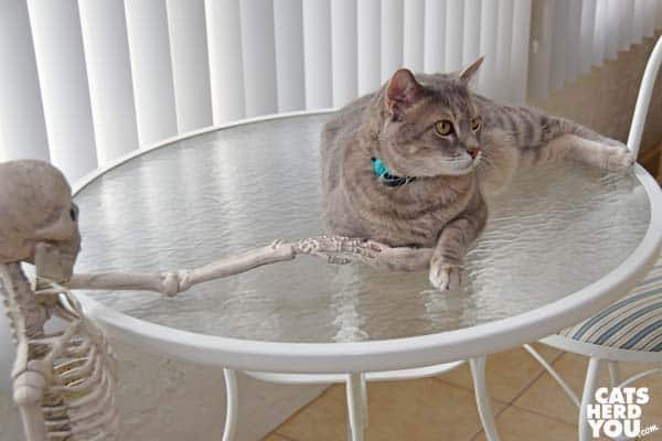 gray tabby cat being touched by skeleton hand