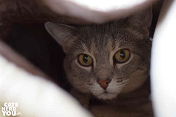 gray tabby cat under sofa cover