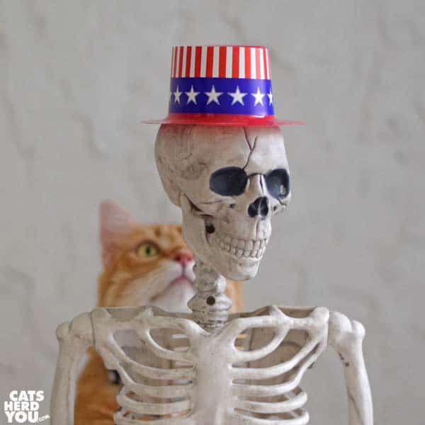 orange tabby cat looks at skeleton wearing Uncle Sam hat