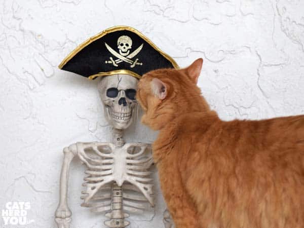 Newton sniffs skeleton wearing pirate hat