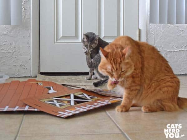 orange tabby cat and gray tabby cat bathe beside unassembled barn