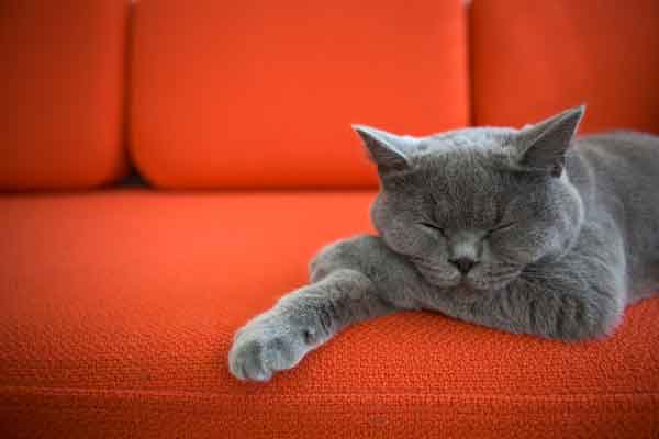 gray cat sleeps on sofa. Photo credit: depositphotos/acmanley