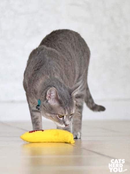gray tabby cat sniffs catnip banana
