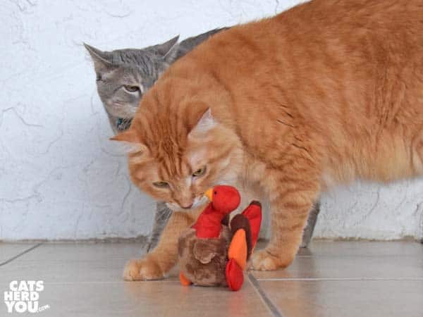 orange tabby cat and gray tabby cat with plush turkey