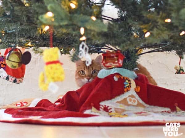 orange tabby cat behind Christmas tree