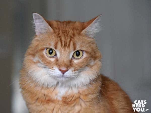 orange tabby cat