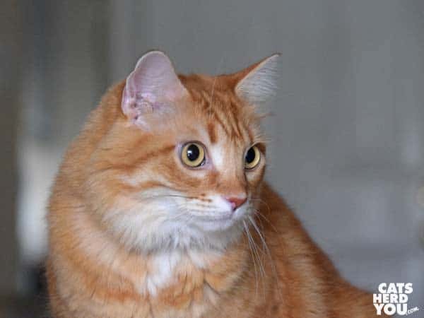 orange tabby cat