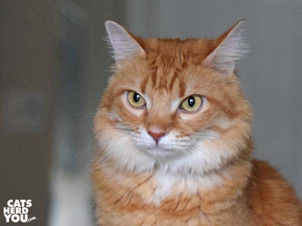 orange tabby cat