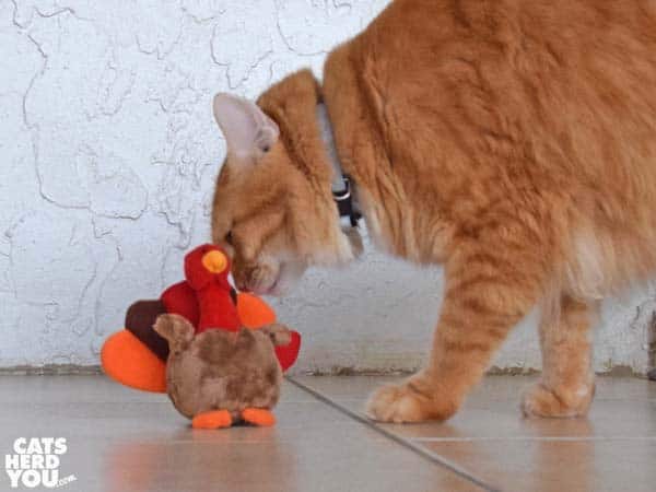 orange tabby cat with plush turkey