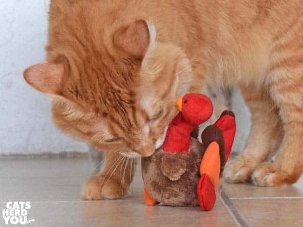 orange tabby cat with plush turkey