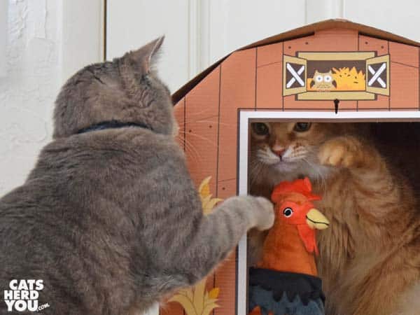 gray tabby cat swats orange tabby cat in barn