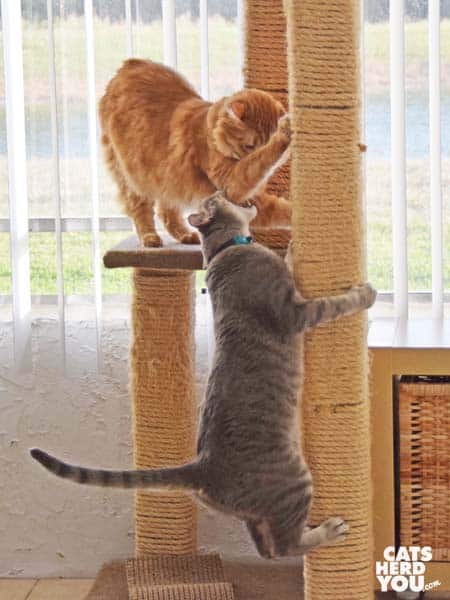 gray tabby cat and orange tabby cat right on cat tree