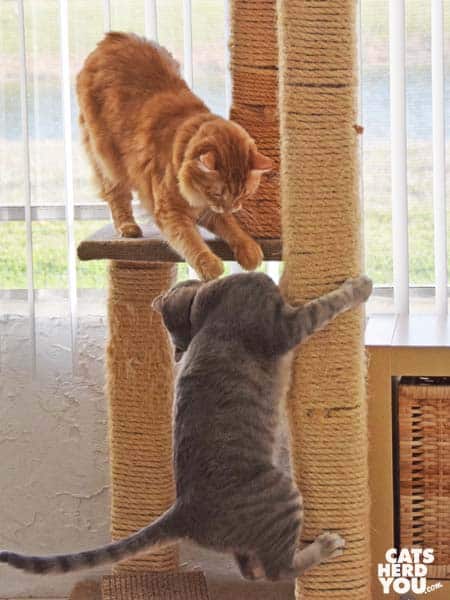 gray tabby cat and orange tabby cat right on cat tree
