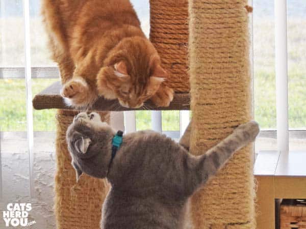gray tabby cat and orange tabby cat right on cat tree