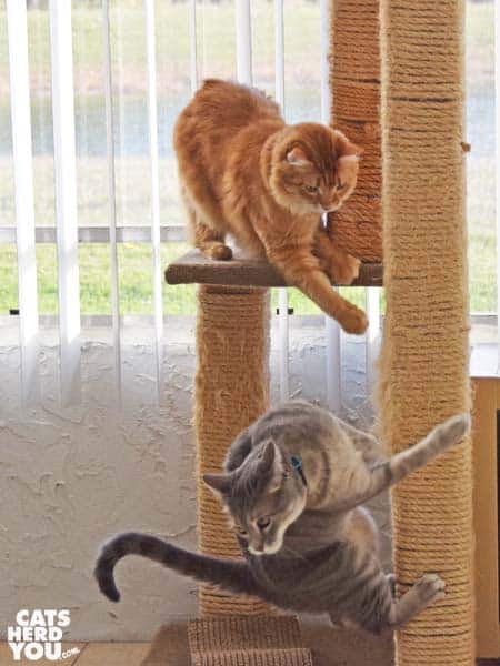 gray tabby cat and orange tabby cat right on cat tree