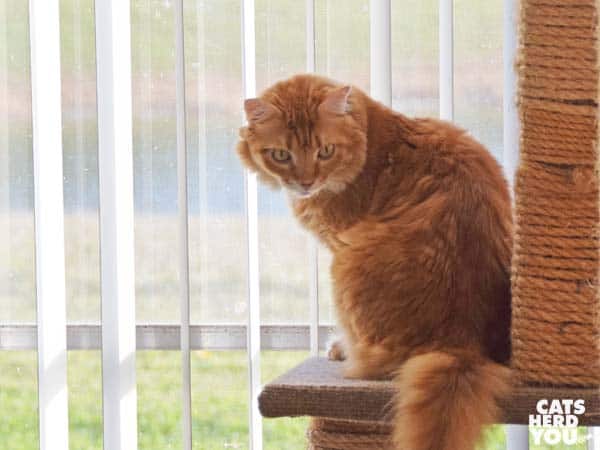 orange tabby cat looks down from cat tree