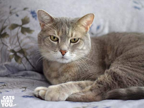 gray tabby cat