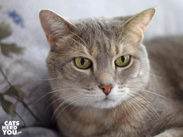 gray tabby cat