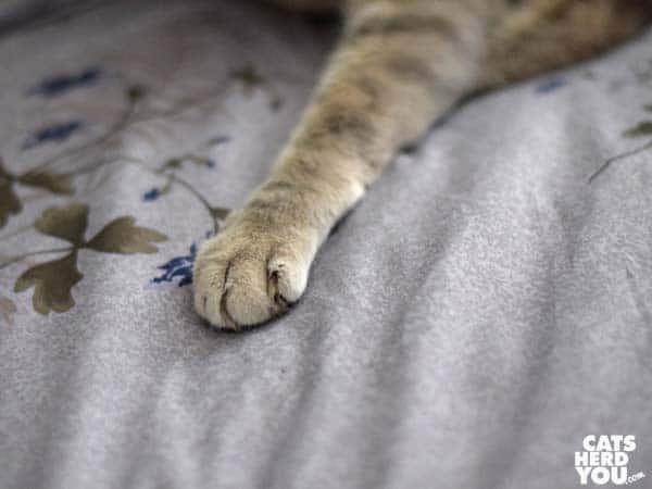 gray tabby cat paw