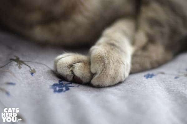 gray tabby cat paws