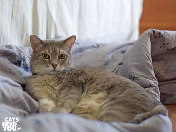 gray tabby cat lounges on the comforter on the floor