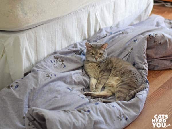 gray tabby cat lounges on the comforter on the floor