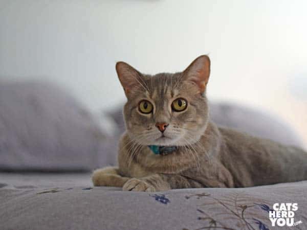 gray tabby cat on bed
