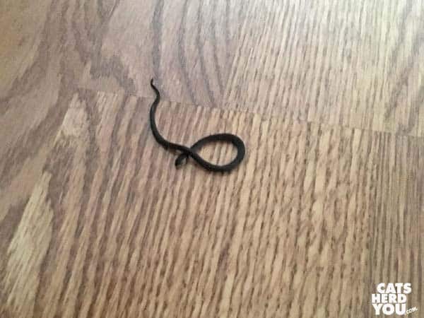 ring necked snake on wooden floor