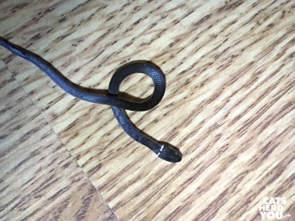 ring necked snake on wooden floor