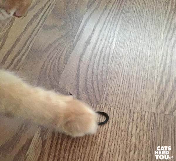 orange tabby cat paws snake
