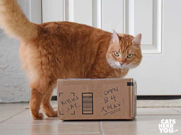 orange tabby cat with cardboard box