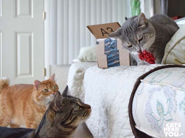 Gray tabby cat plays with bow while orange and brown tabby cats look on