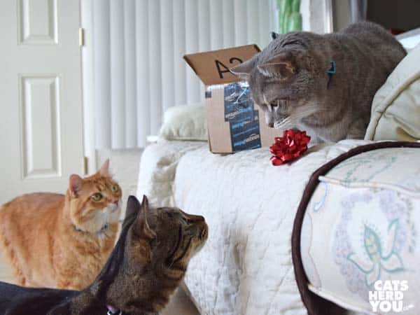 Gray tabby cat plays with bow while orange and brown tabby cats look on
