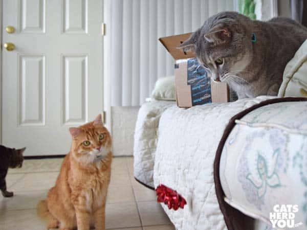 gray tabby cat drops bow while orange tabby cat looks on