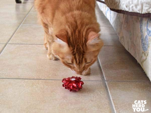 orange tabby cat examines bow